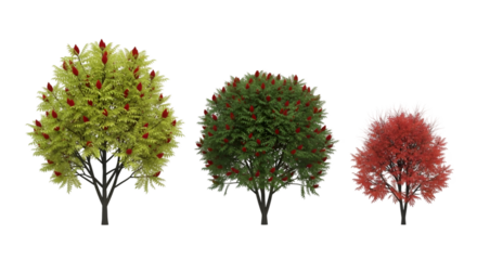 Three Sumac Trees with Red and Green Foliage plant