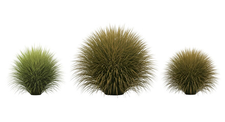Obraz premium Three Round, Spiky Grass Tufts Isolated clump spherical