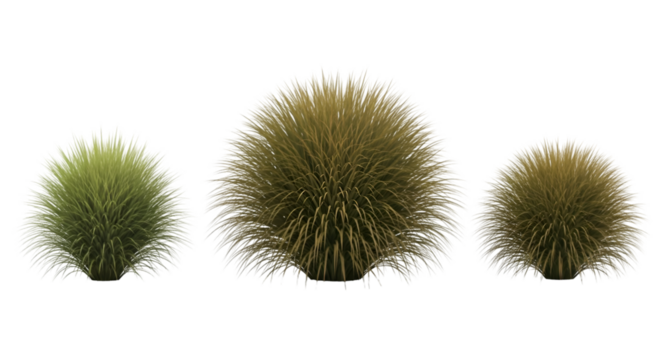 Three Round, Spiky Grass Tufts Isolated clump spherical