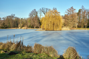 Frozen lake and deciduous trees on a sunny day in a park during winter