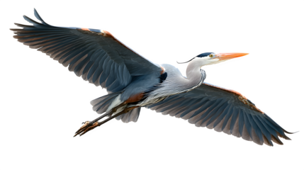 great blue heron in flight with wide wingspan, elegant bird, isolated on white background