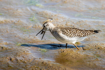 Beute im Schlick: Bruchwasserläufer beim Fang - Tringa glareola