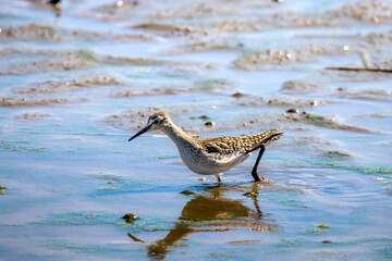 Tänzer im Flachwasser: Bruchwasserläufer in Bewegung auf der Jagd - Tringa glareola