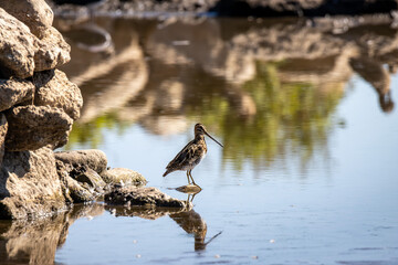 Bekassine am Uferstein - Gallinago gallinago
