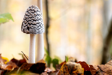 Specht-Tintling im Herbstlaub und im Waldlicht - Coprinopsis picacea