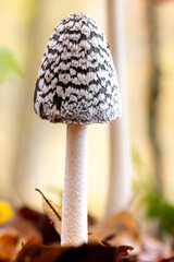 Specht-Tintling im Herbstlaub und im Waldlicht - Coprinopsis picacea