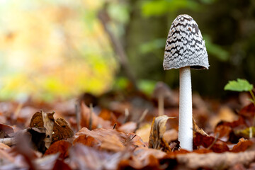 Lichter Waldgeist: Specht-Tintling im Blätterbett im Herbst