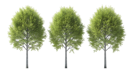 Three Green Leafy Trees on White Background (130) graphic