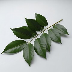 A sprig of green leaves isolated on white background, showcasing the natural beauty and intricate details of foliage