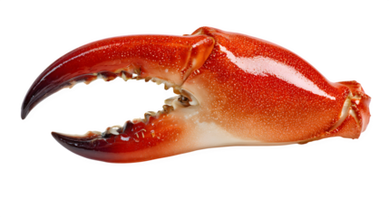 cooked crab claw, orange-red shell, detailed seafood texture, isolated on white background