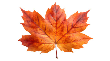 Obraz premium autumn maple leaf in shades of orange and red, seasonal botanical, isolated on white background
