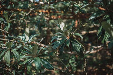 A close-up shot of lush green leaves and branches in a shaded forest setting. The image has a warm, natural tone and a shallow depth of field.