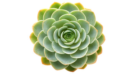 green echeveria succulent forming symmetrical rosette, indoor plant macro, isolated on white background