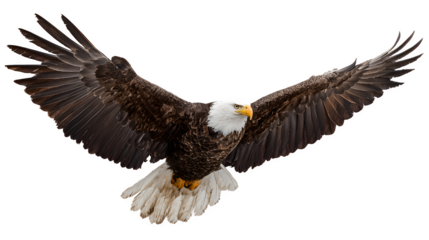 bald eagle soaring with wings outstretched, majestic bird of prey, isolated on white background