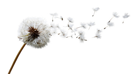dandelion seed head dispersing in air, macro still life with floating seeds, isolated on white background
