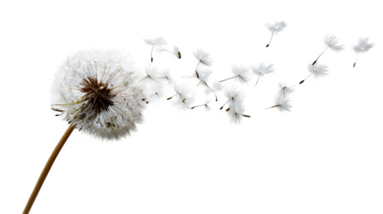 dandelion seed head dispersing in air, macro still life with floating seeds, isolated on white background