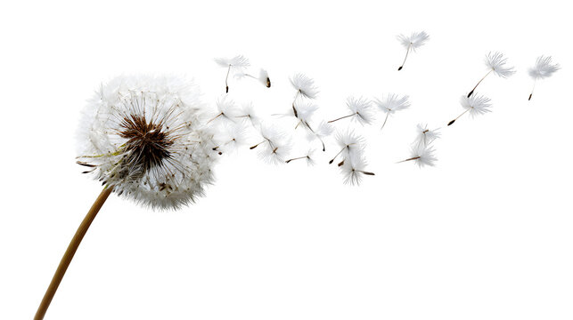 dandelion seed head dispersing in air, macro still life with floating seeds, isolated on white background