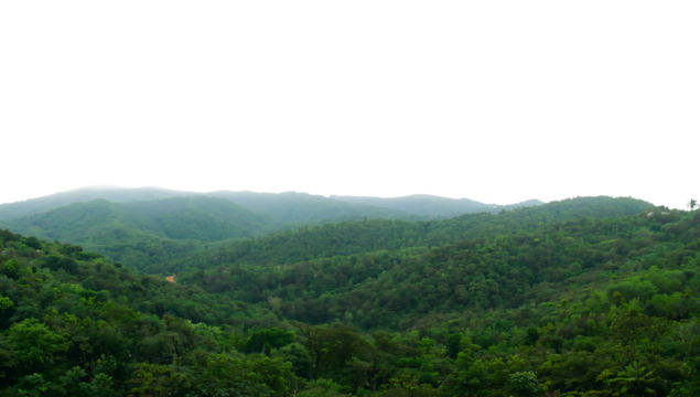 Lush green rolling hills covered in dense forest under a hazy sky, png isolated on a black background