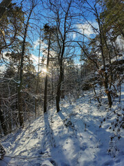 Snowy trail under blue sky, quiet snowy woodland scene with sunlight filtering through trees