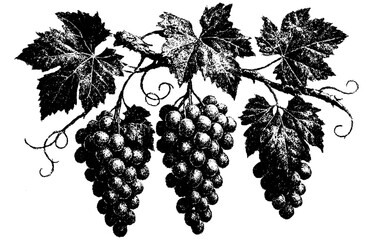 Fototapeta premium Grapes branch, retro xerography halftone engraving black and white botanical art isolated on transparent background