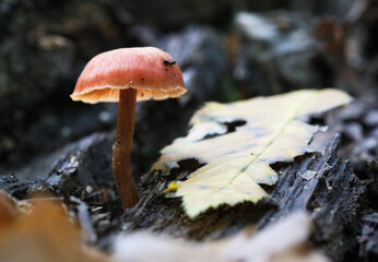 Close up of a scurfy twiglet mushroom also called Tubaria furfuracea