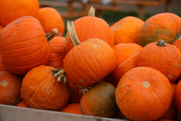 Many colorful pumpkins in the sunlight. Usual market with many pumpkins in the autumn. Halloween time
