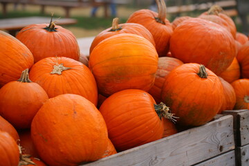 A lot of pumpkins close up. Autumn harvest colorful squashes and pumpkins in different varieties.