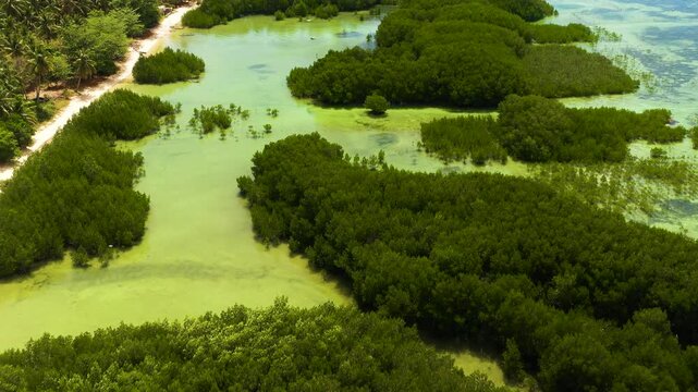 Tropical mangrove forest in Bantayan Island. White sandy beach in Cebu, Philippines.