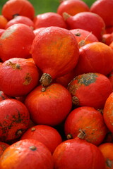 Many colorful pumpkins in the sunlight. Usual market with many pumpkins in the autumn. Halloween time