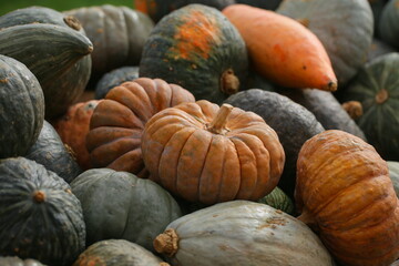 Many colorful pumpkins in the sunlight. Usual market with many pumpkins in the autumn. Halloween time