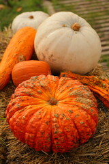 A lot of pumpkins close up. Autumn harvest colorful squashes and pumpkins in different varieties.