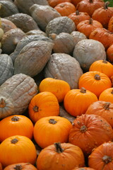 Many colorful pumpkins in the sunlight. Usual market with many pumpkins in the autumn. Halloween time