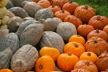 A lot of pumpkins close up. Autumn harvest colorful squashes and pumpkins in different varieties.