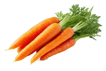 Fresh bunch of carrots with tops