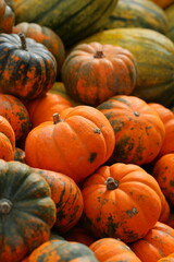 Many colorful pumpkins in the sunlight. Usual market with many pumpkins in the autumn. Halloween time