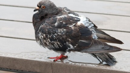 a single pigeon perched on a concrete ledge looking to the left. The bird has dark gray feathers, iridescent patches on its neck, orange beak and white markings on wings. 