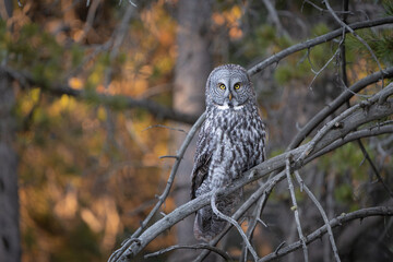 Great grey owl perched in a tree