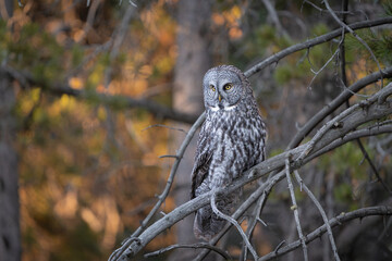 Great grey owl in a tree