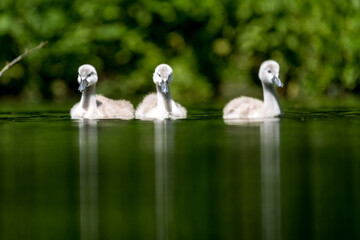 Schwanen K&uuml;cken