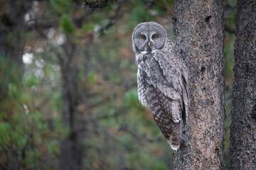 Great grey owl perched