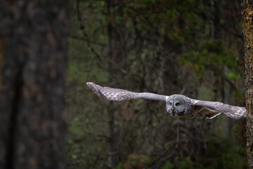 Great grey owl in flight