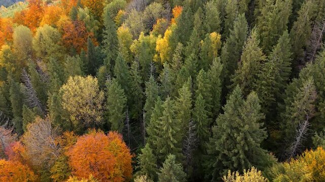 Top-down aerial view of a dense mixed forest showing colorful autumn foliage transition, Vibrant pattern of bright yellow, orange, and dark green pine trees in fall season