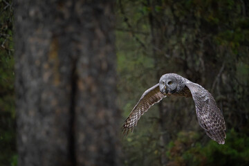 Great grey owl flying through the forest