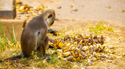 A gray langur Hanuman sits on the ground and eats bananas. Monkeys in the wild jungles of Sri Lanka. A wildlife scene featuring wild animals.