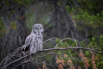 Great grey owl perched
