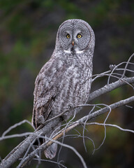 Great grey owl portrait