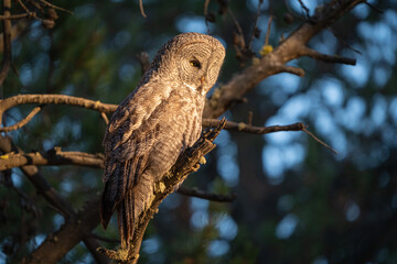 Great grey owl in evening sunlight
