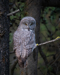 Great grey owl with annoyed look