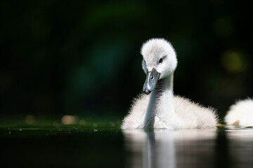Schwanen K&uuml;cken