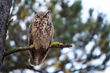 Great horned owl perched